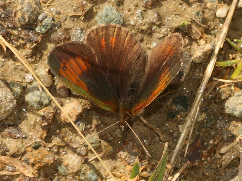 Erebia 6 da id